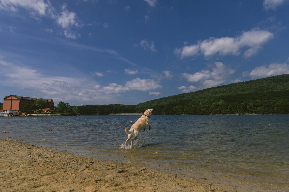 Dog on Beach