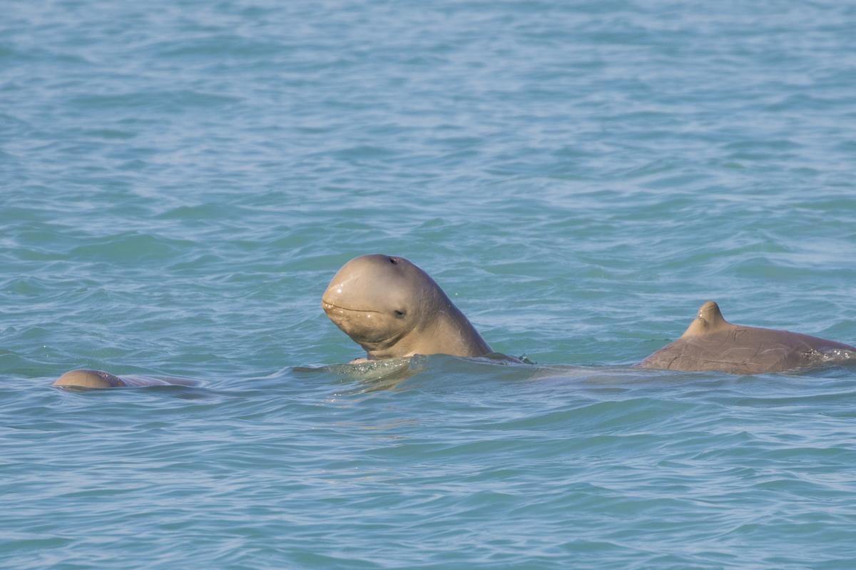Snubfin Dolphins breach the water in Roebuck Bay, Broome