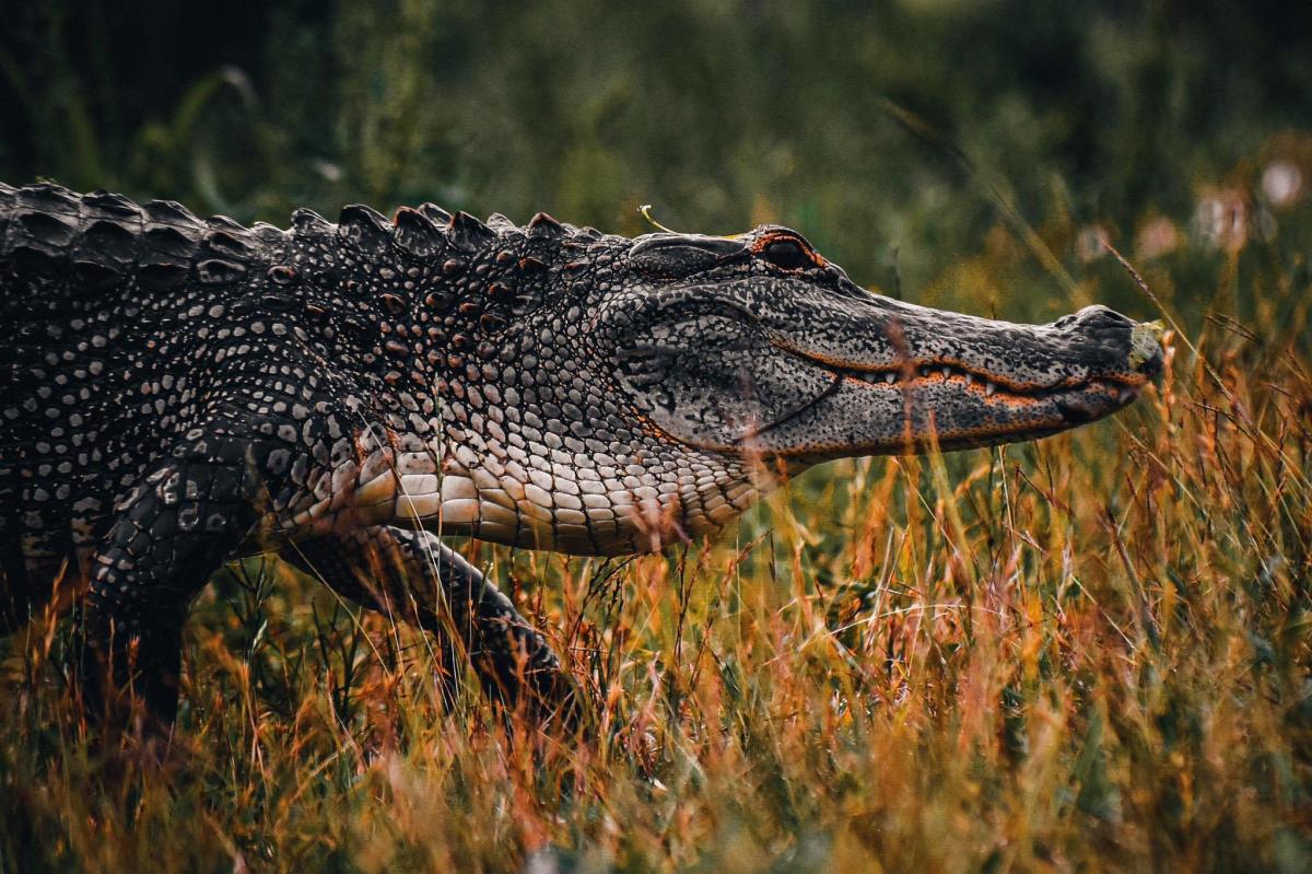Alligator walking through the grass in Beaumont
