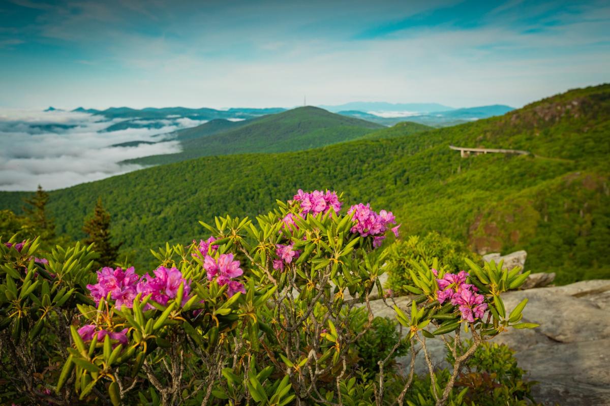 The bright pink blooms of the Catawbwa rhododendron in the foreground, with a vast mountain vista partially shrouded in clouds can be seen in the distance. The Linn Cove Viaduct on the Blue Ridge Parkway wraps around the mountain on the right side of the image.