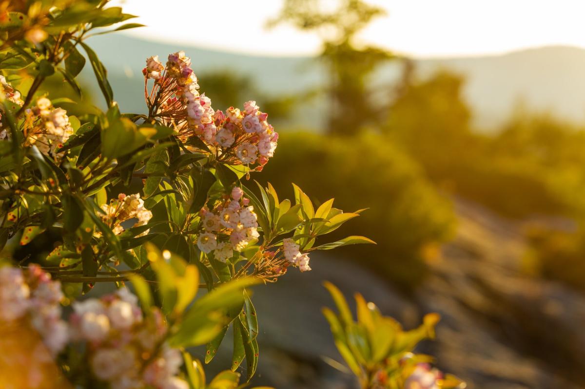 Mountain Laurels