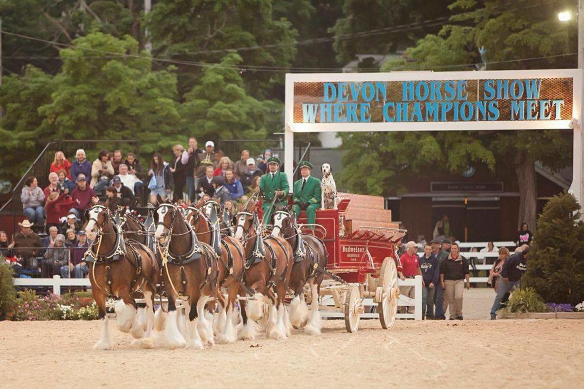 Clydesdales at Devon Horse