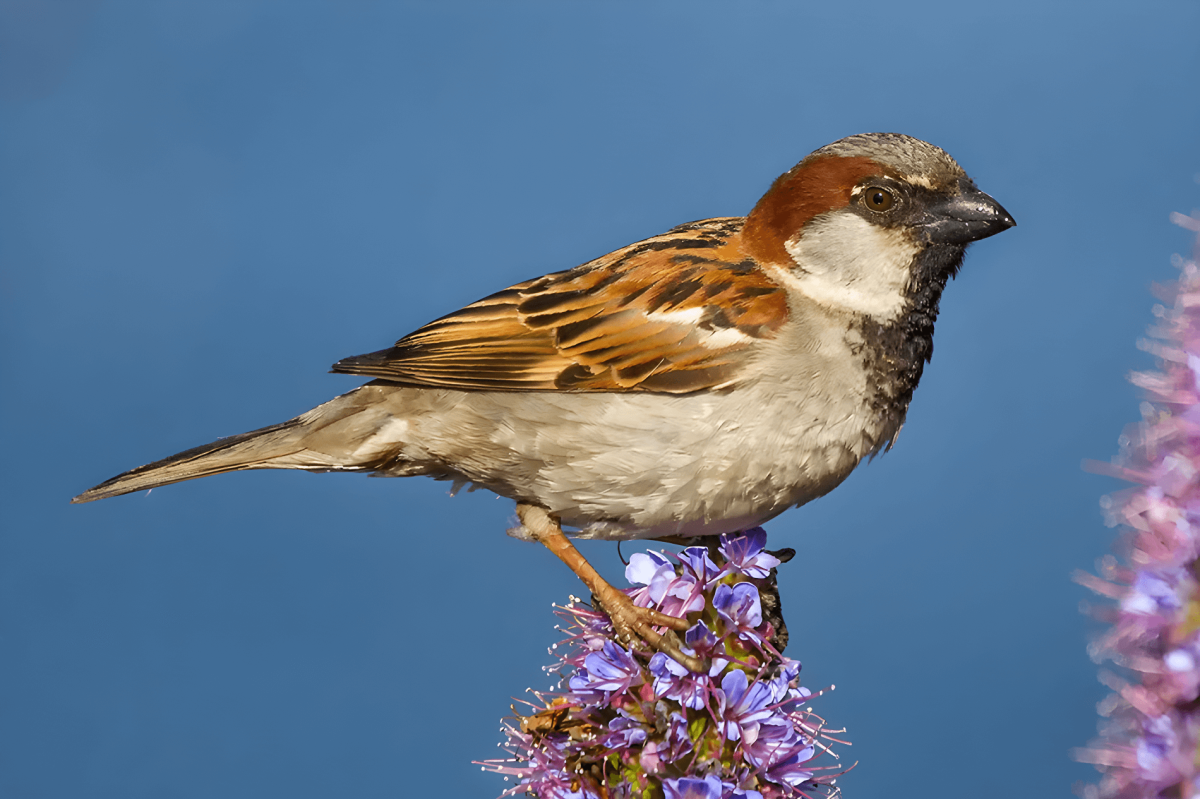 A house sparrow perched delicately atop a blooming lilac branch against a clear blue sky.