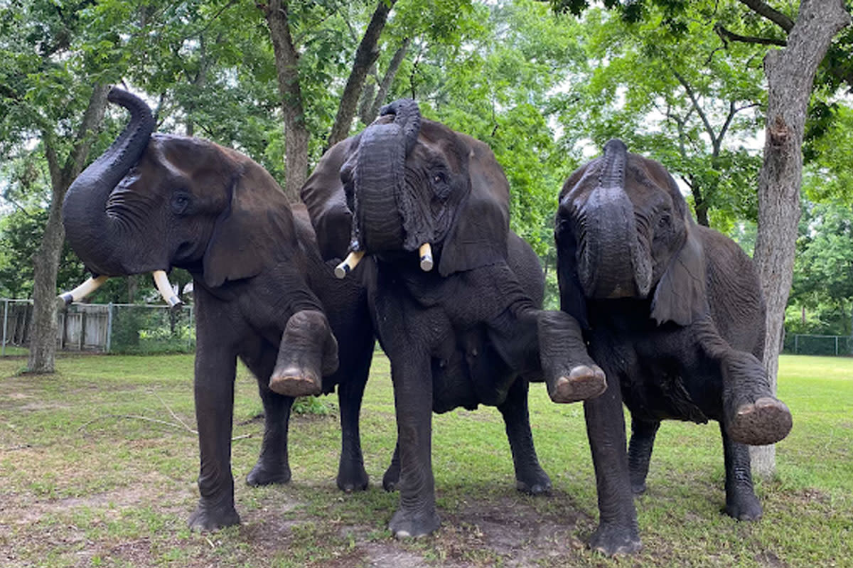 elephant kick line