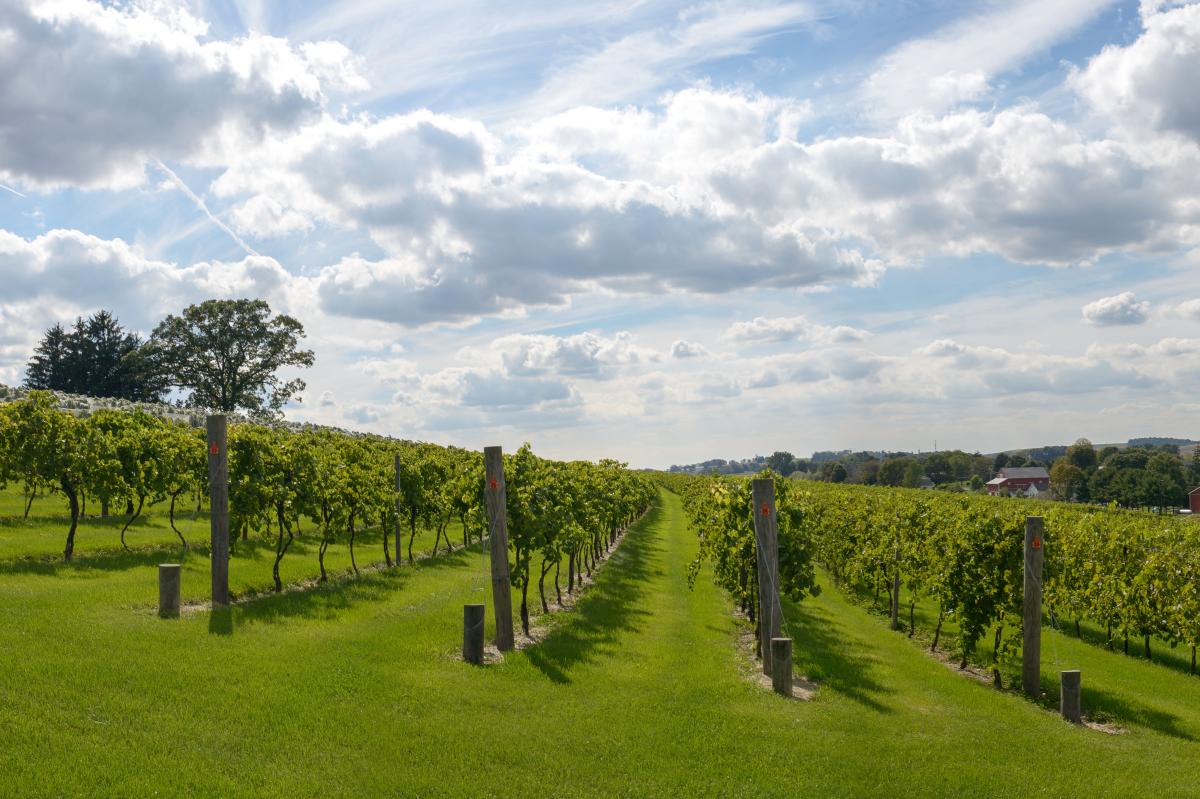 Clover Hill Vineyards & Winery