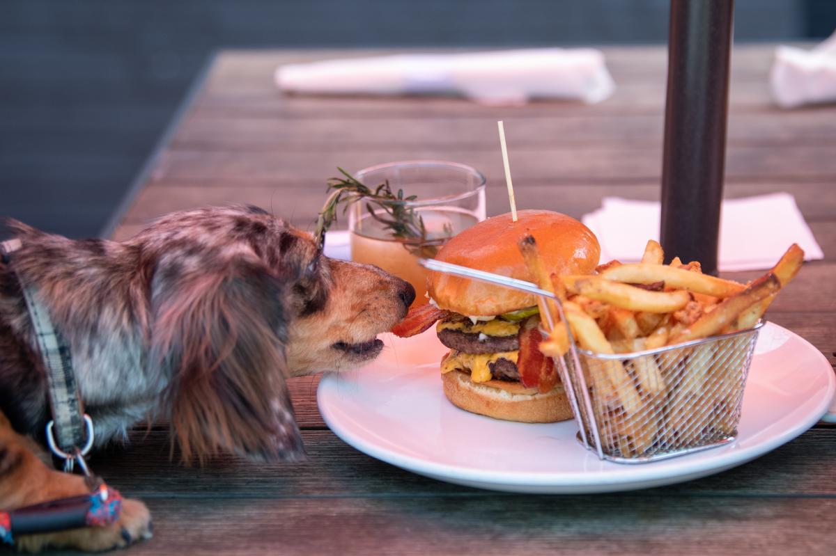 HobNob Dog Eating Burger