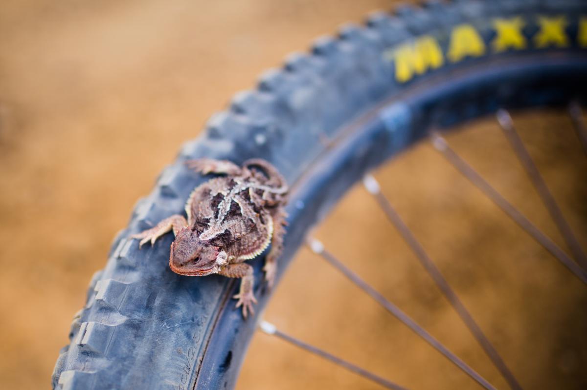 A horned lizard paid us a little visit while we stopped on the climb.