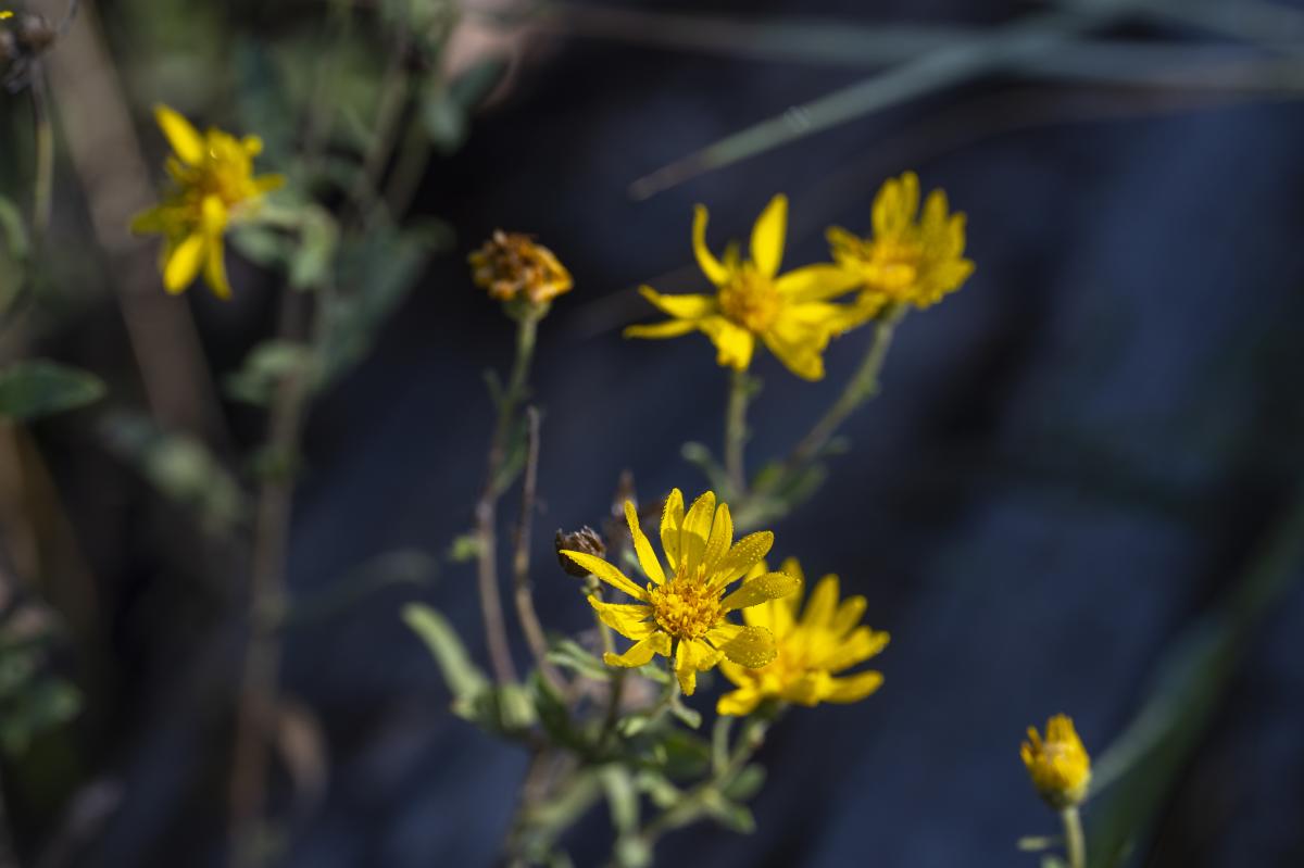 Hairy Golden Aster