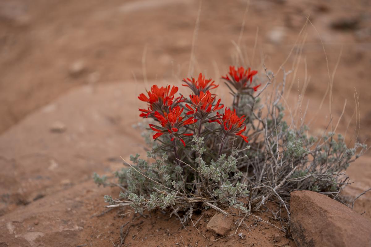 Indian Paintbrush Flowers, Durango, Colorado