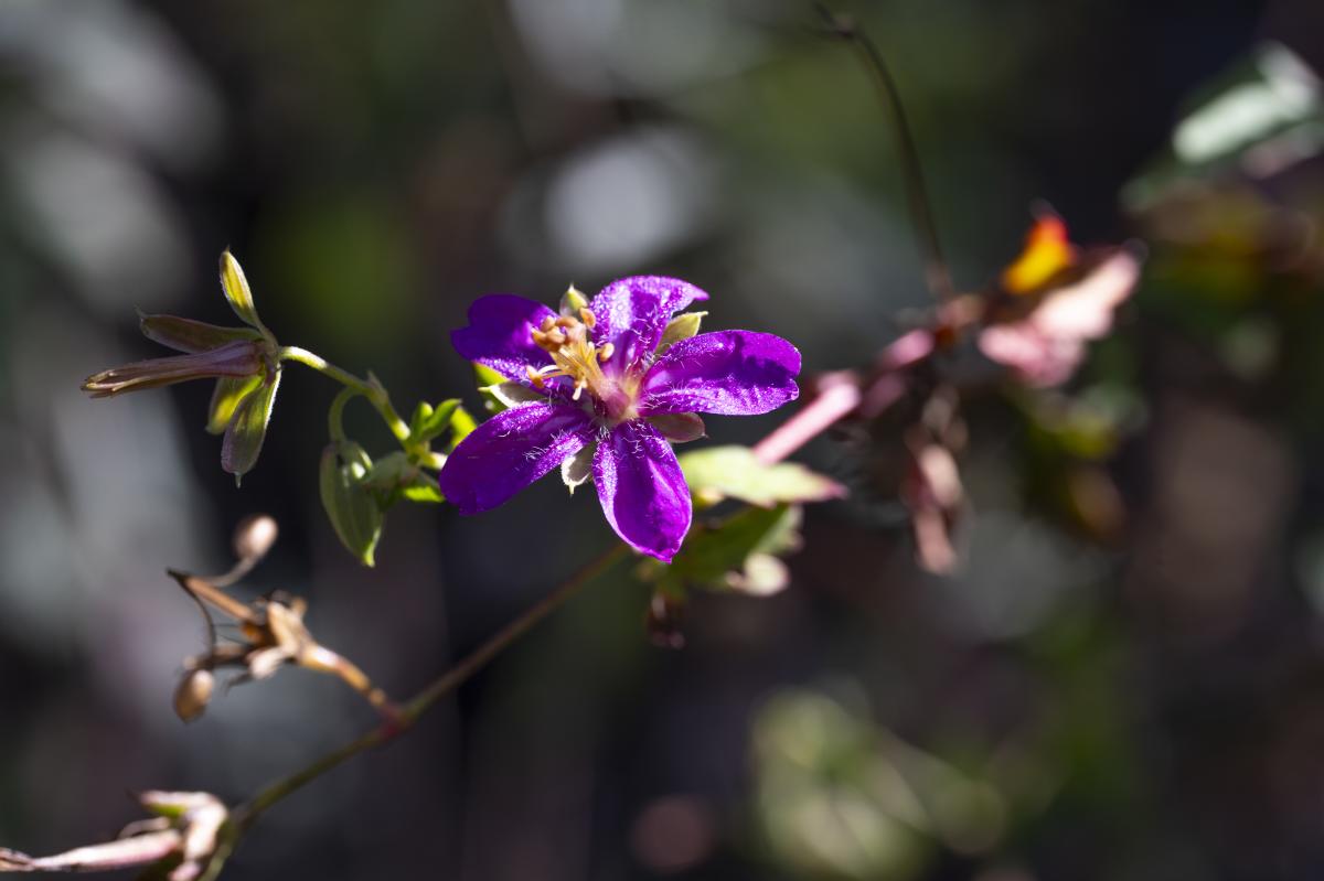 Tufted Geranium