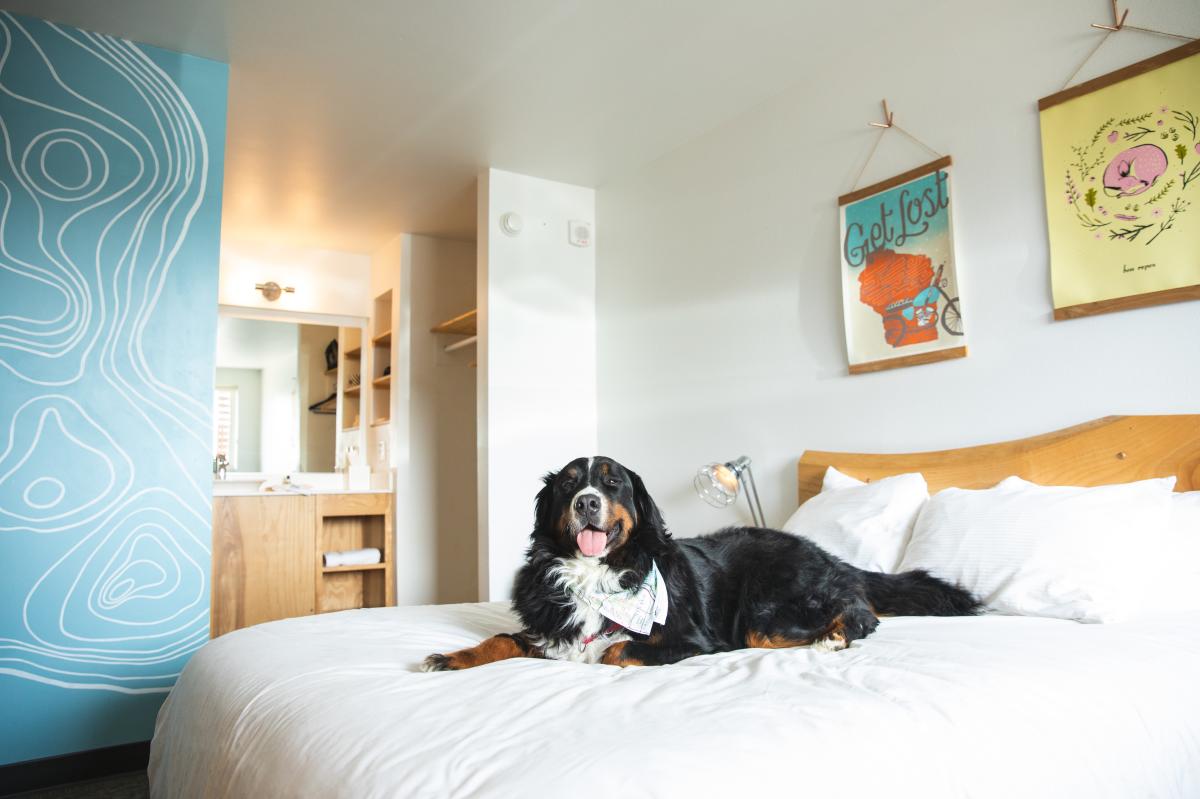 A Bernese Mountain Dog laying on the bed at the Oxbow Hotel in downtown Eau Claire