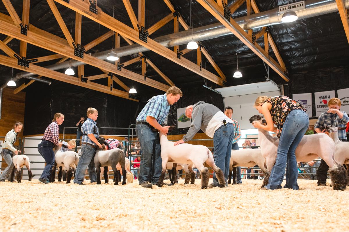 A group of people showing their animals at the Northern WI State Fair