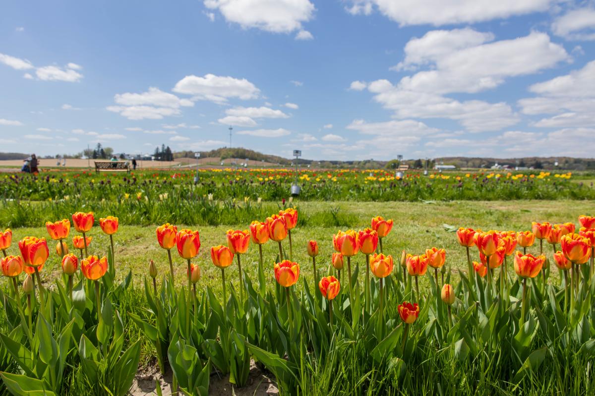 A field of tulips near Fall Creek