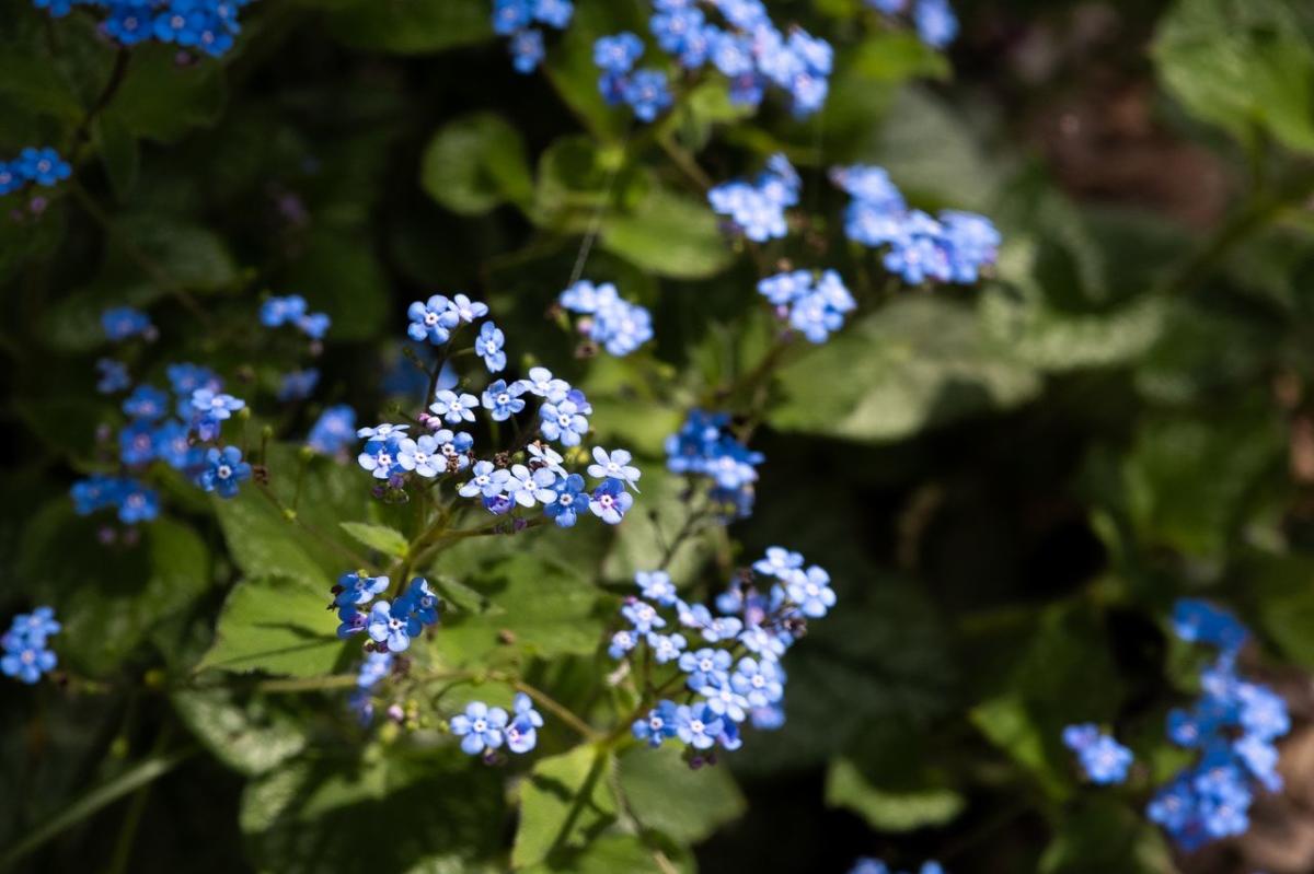 Small blue flowers at the Arboretum and Botanical Garden located at the Pritchard Community Center in Elizabethtown, Kentucky.