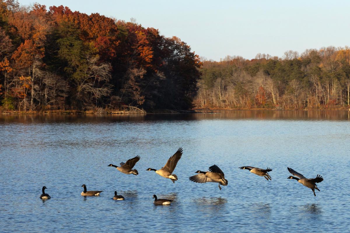 A serene lake scene with geese flying above and swimming below, surrounded by autumn foliage reflecting on the water.