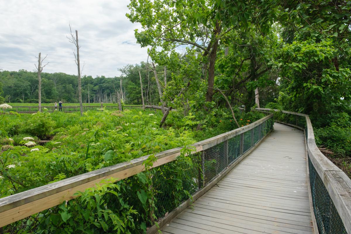 Mason Neck State Park's Boardwalk