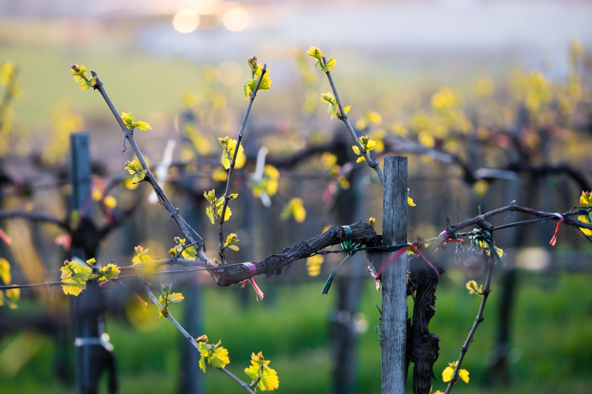 spring blooms in the vineyards in Finger Lakes Wine Country