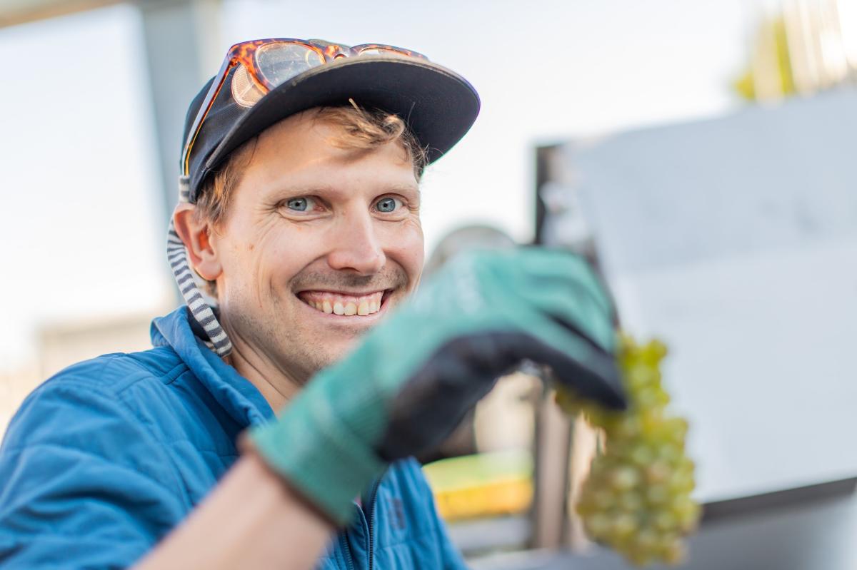 Winemaker holding green grapes