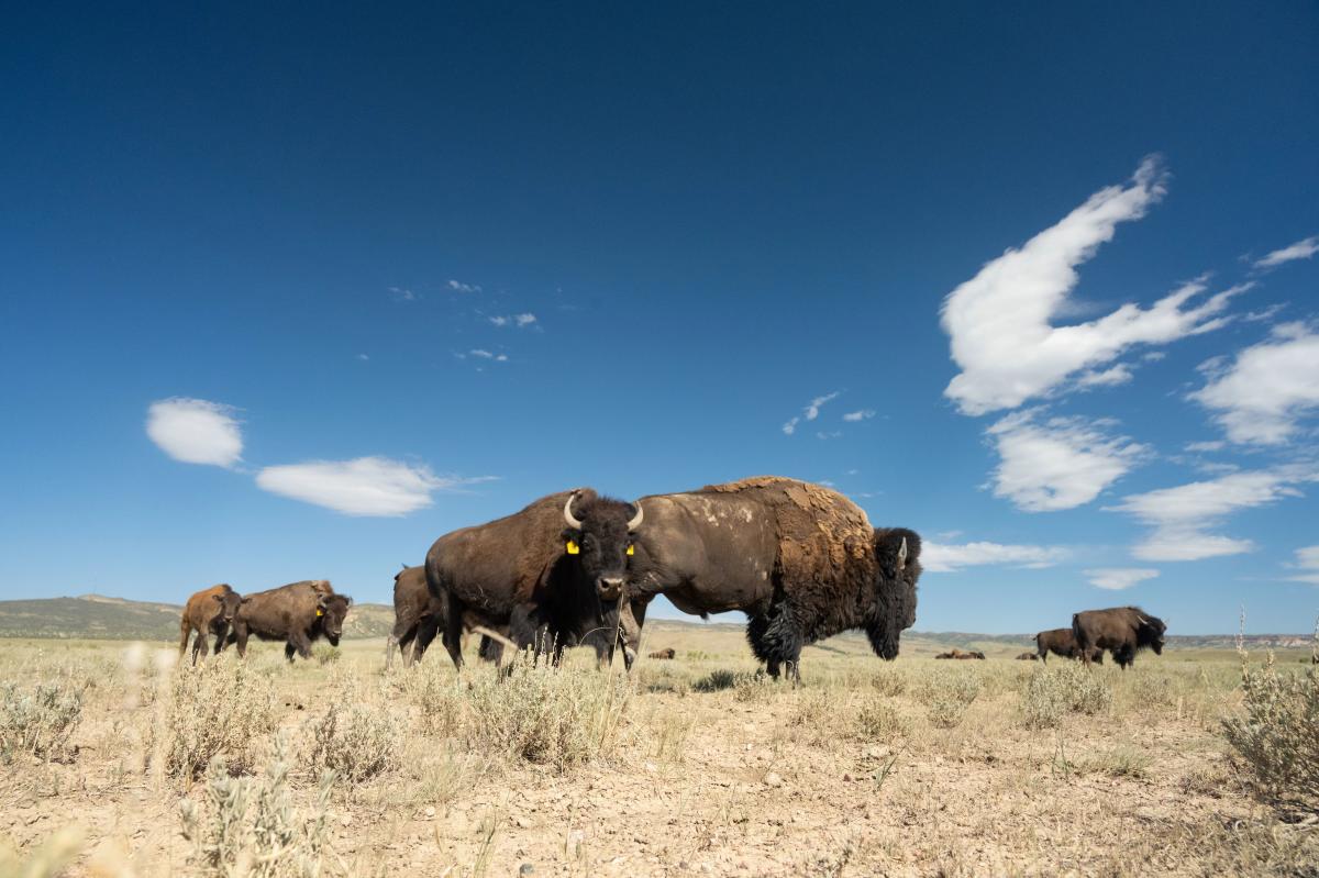 Bison Herd