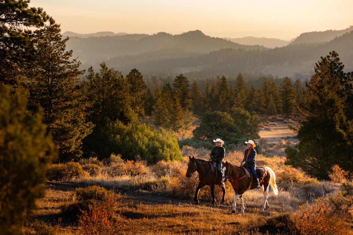 Two people riding their horses through grasses and evergreen trees at golden hour