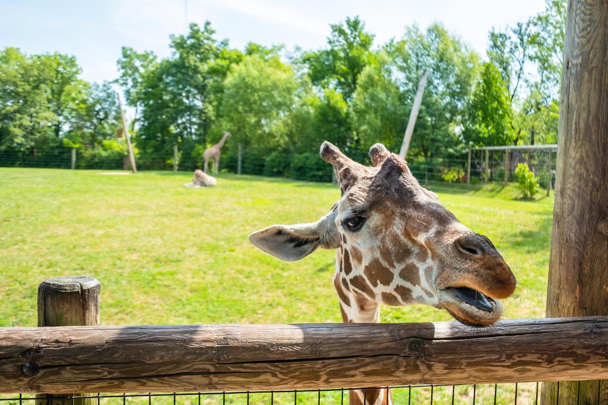 Giraffe at the feeding platform at the Fort Wayne Zoo