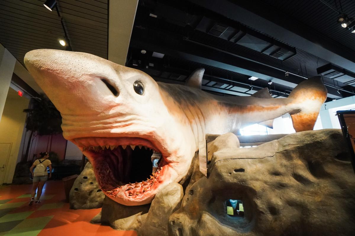 A shark sculpture at the Museum of Discovery and Science