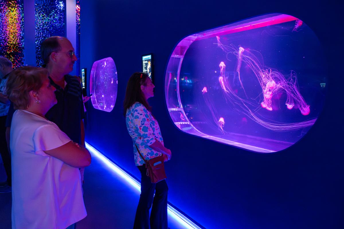Jelly Fish Museum