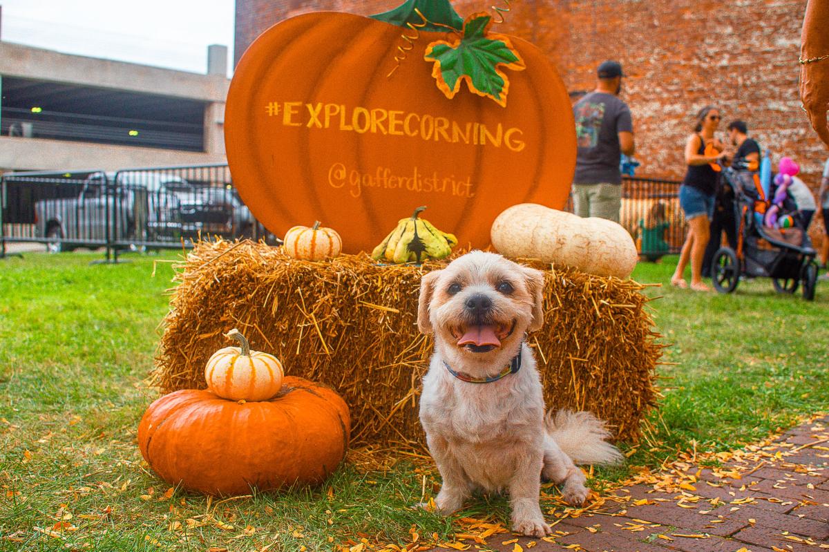 dog at harvest fest