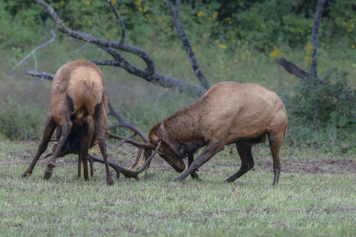 male elk sparring