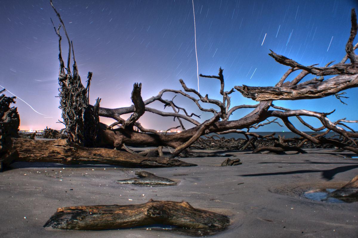 Driftwood Beach in the Evening In Georgia's Golden Isles