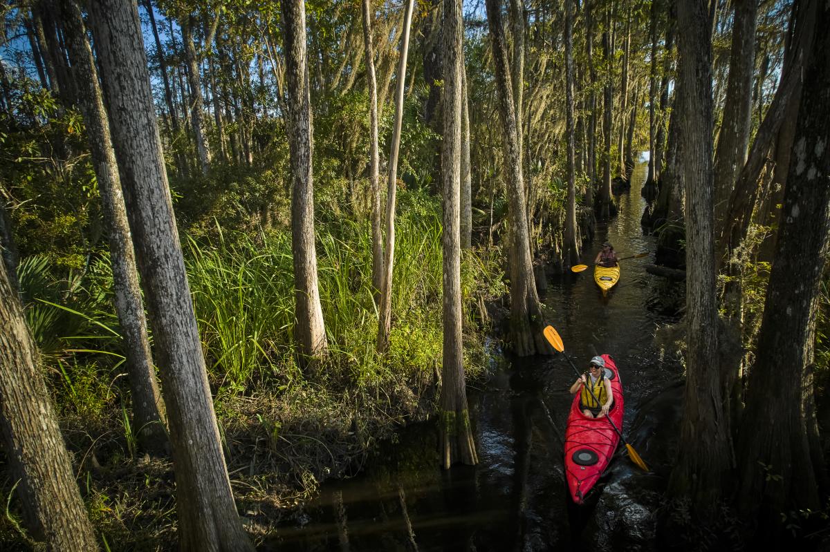 Kayak