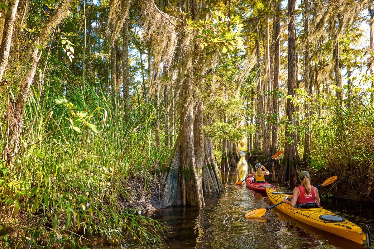 Explore the undeveloped Altamaha River on a guided kayak tour in Brunswick, GA