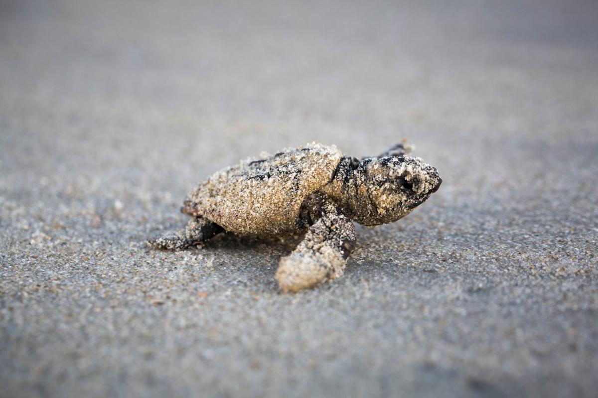 A baby loggerhead sea turtle scuttles towards the ocean on a Sea Island Beach.