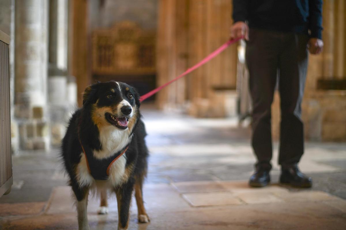 A person and dog in Chichester Cathedral