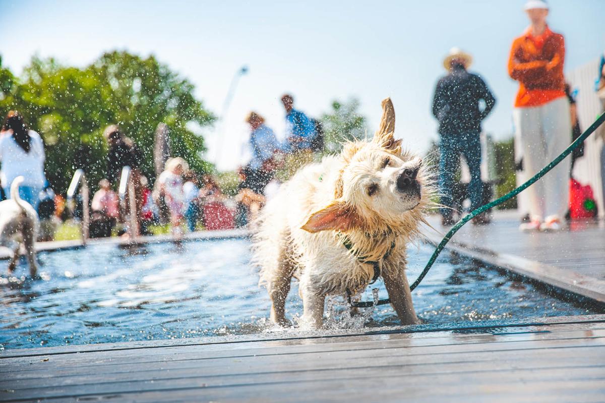 a dog shakes off after a dip at goodwoof