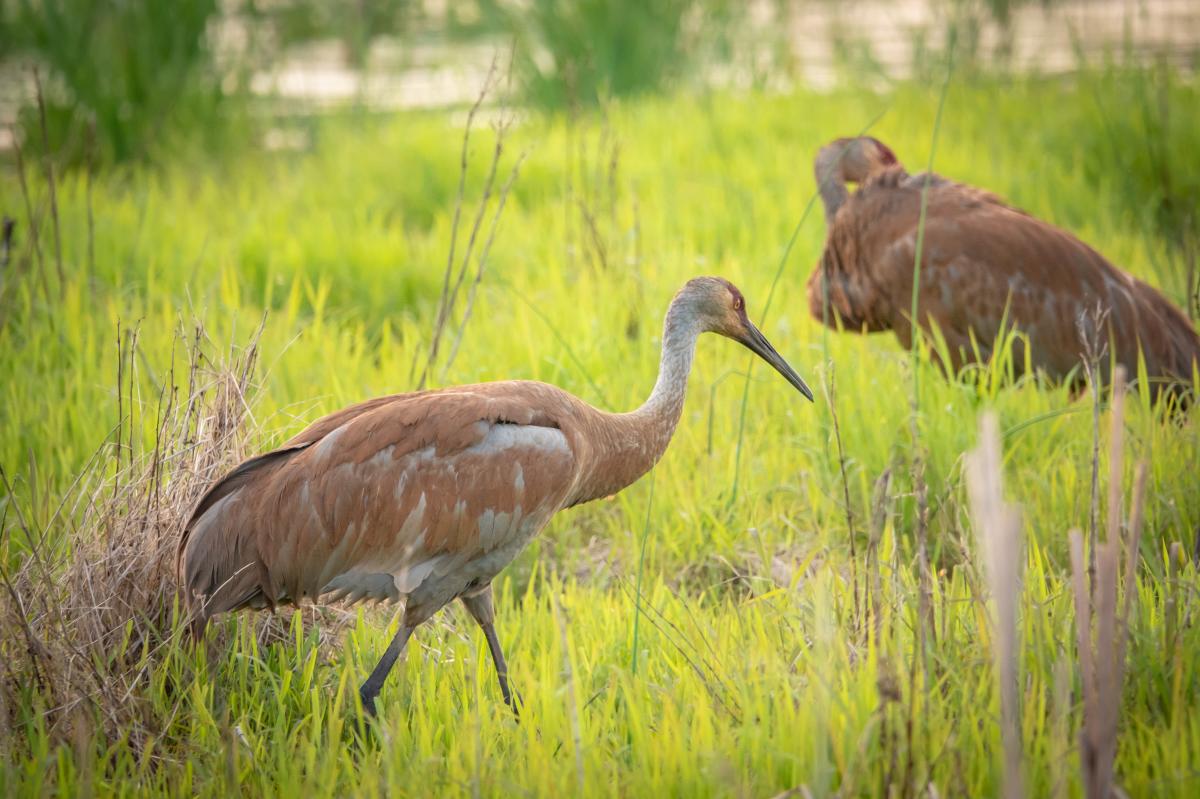 Sandhill Cranes in the Cowles Bog - Indiana Dunes