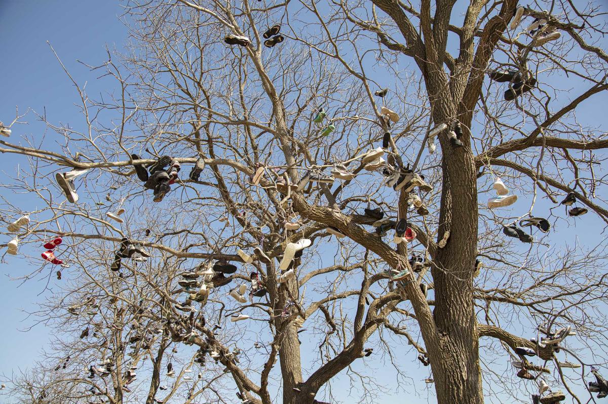 Albany Shoe Tree