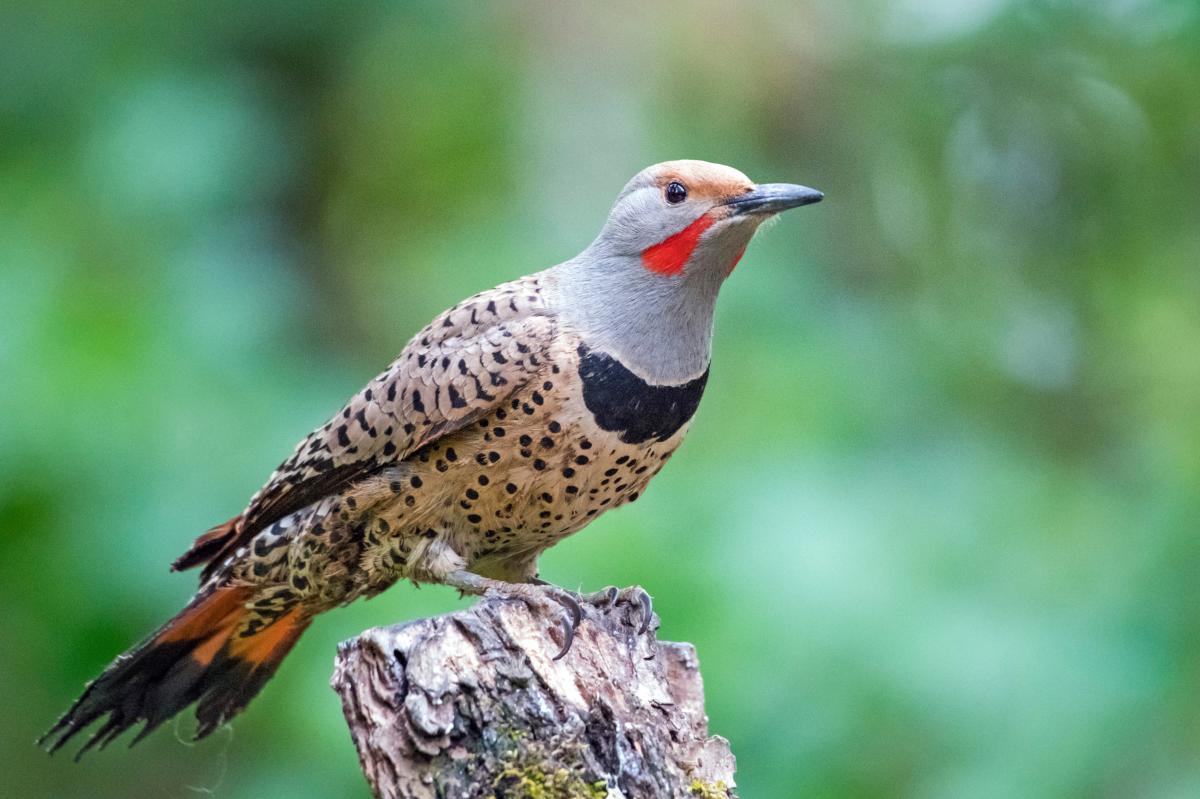 Northern Flicker