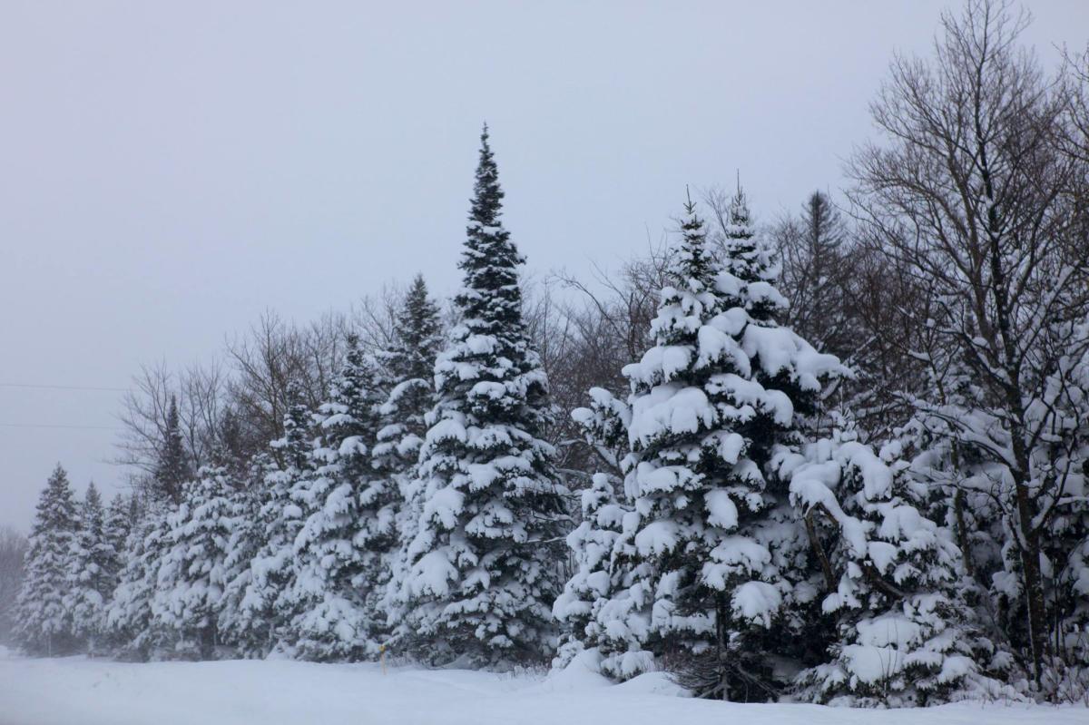 Trees covered in snow after a large storm.