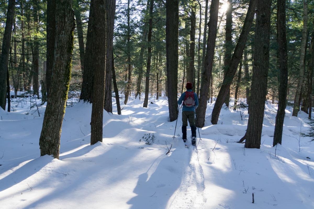 Cross country skier skis through a Hemlock forest.