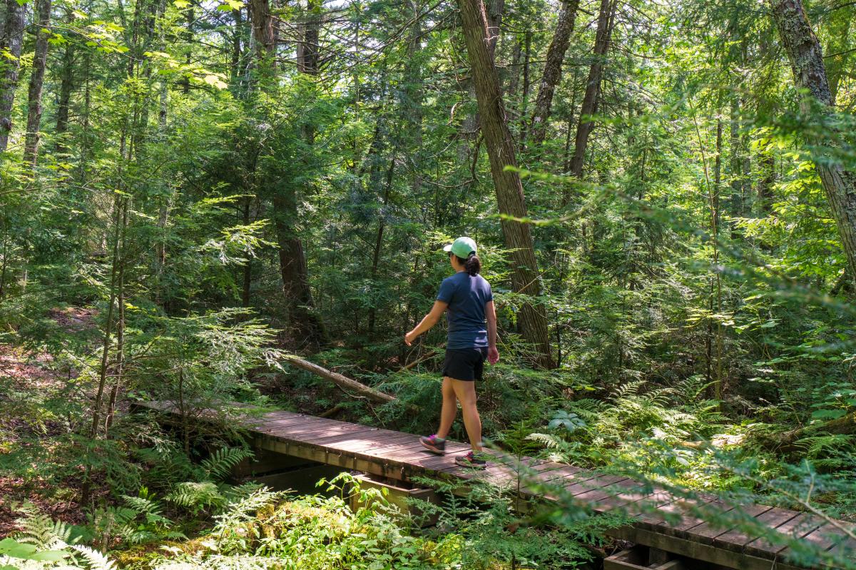a person walks on a wooden bridge through a pine forest