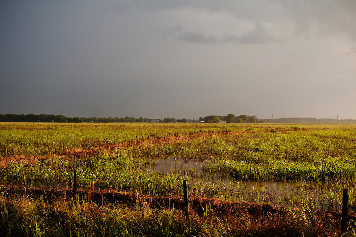 Crawfish Field