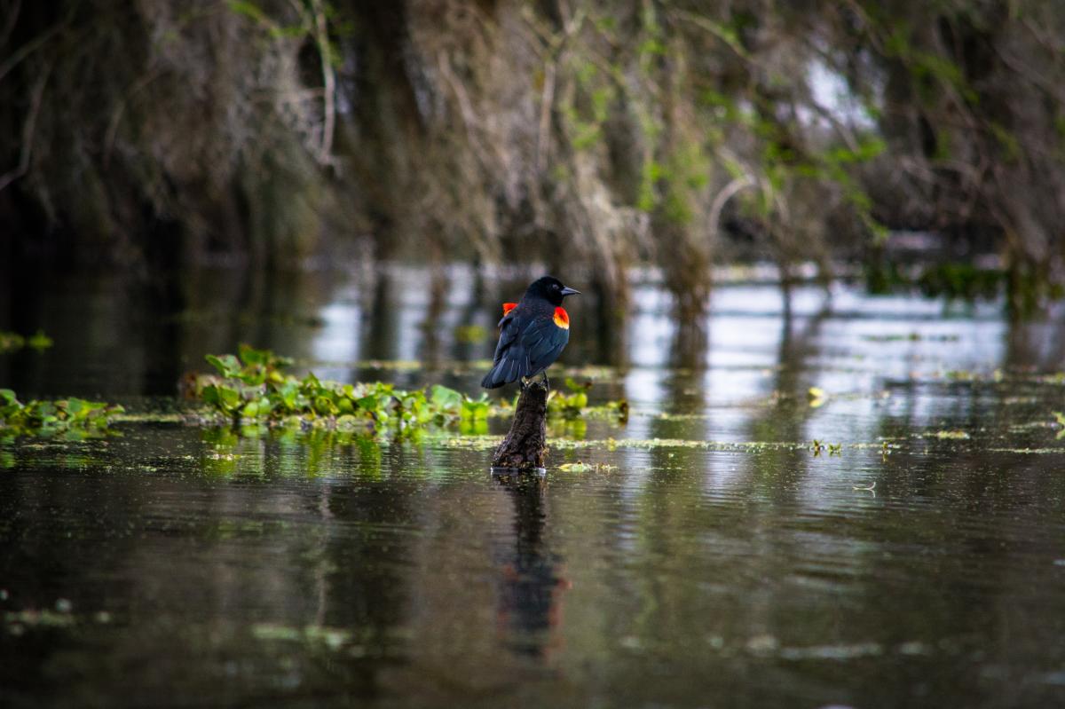 Lake Martin - Birding