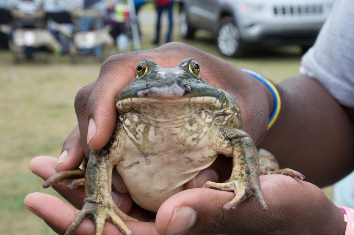 Rayne Frog Festival