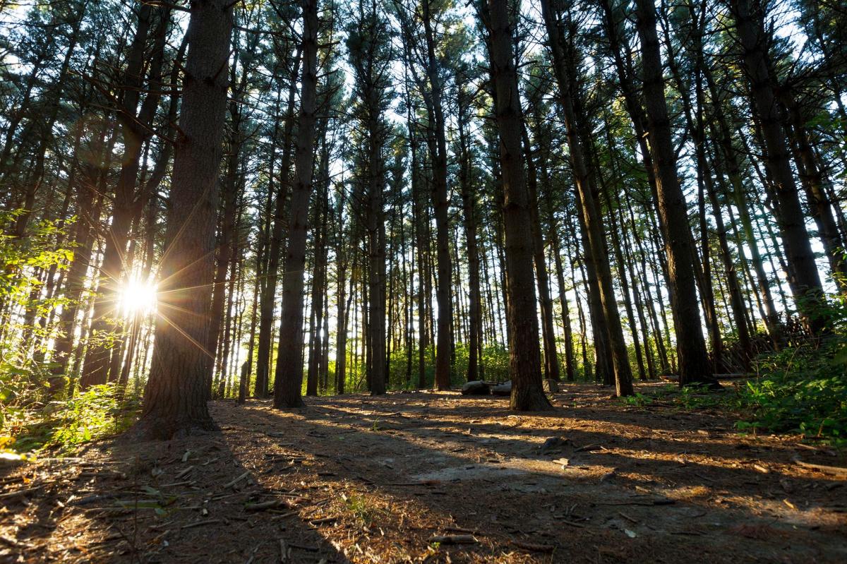 Sunset within a forest