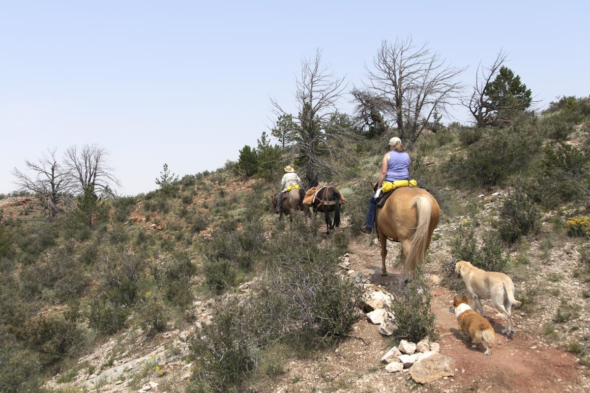 Horseback Riding in the Medicine Bow National Forest