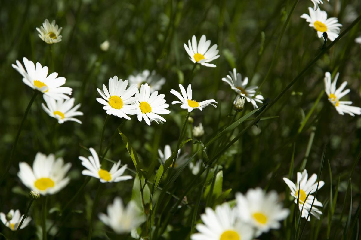 white wild daisies wildflowers