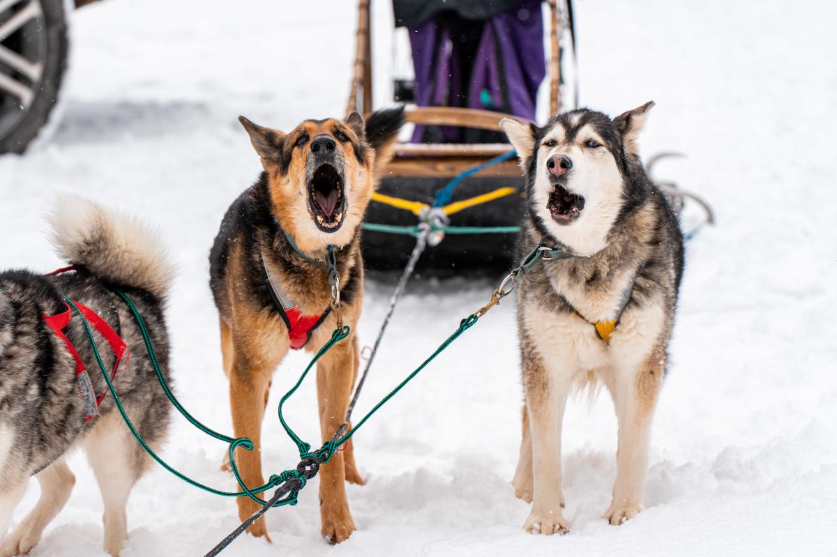 Carmen Rose's dogs howl in anticipation of a run at Forbes State Forest.