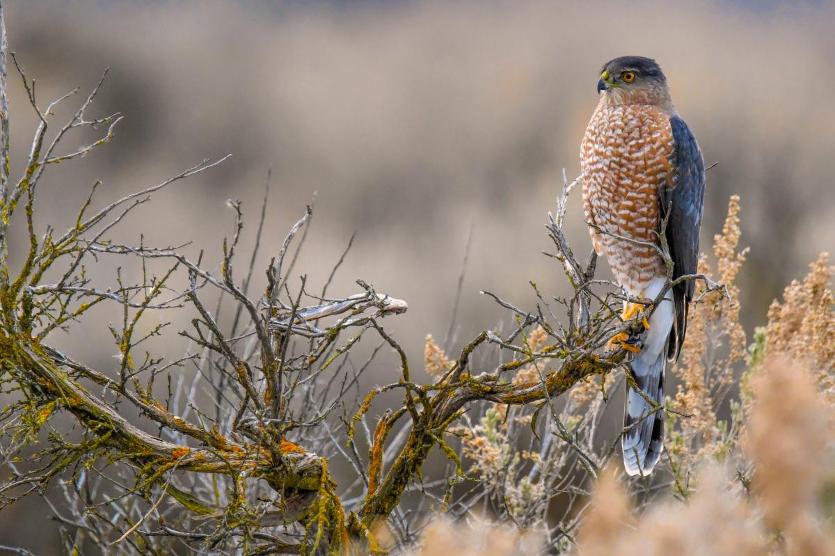 David Hutson/Audubon Photography Awards