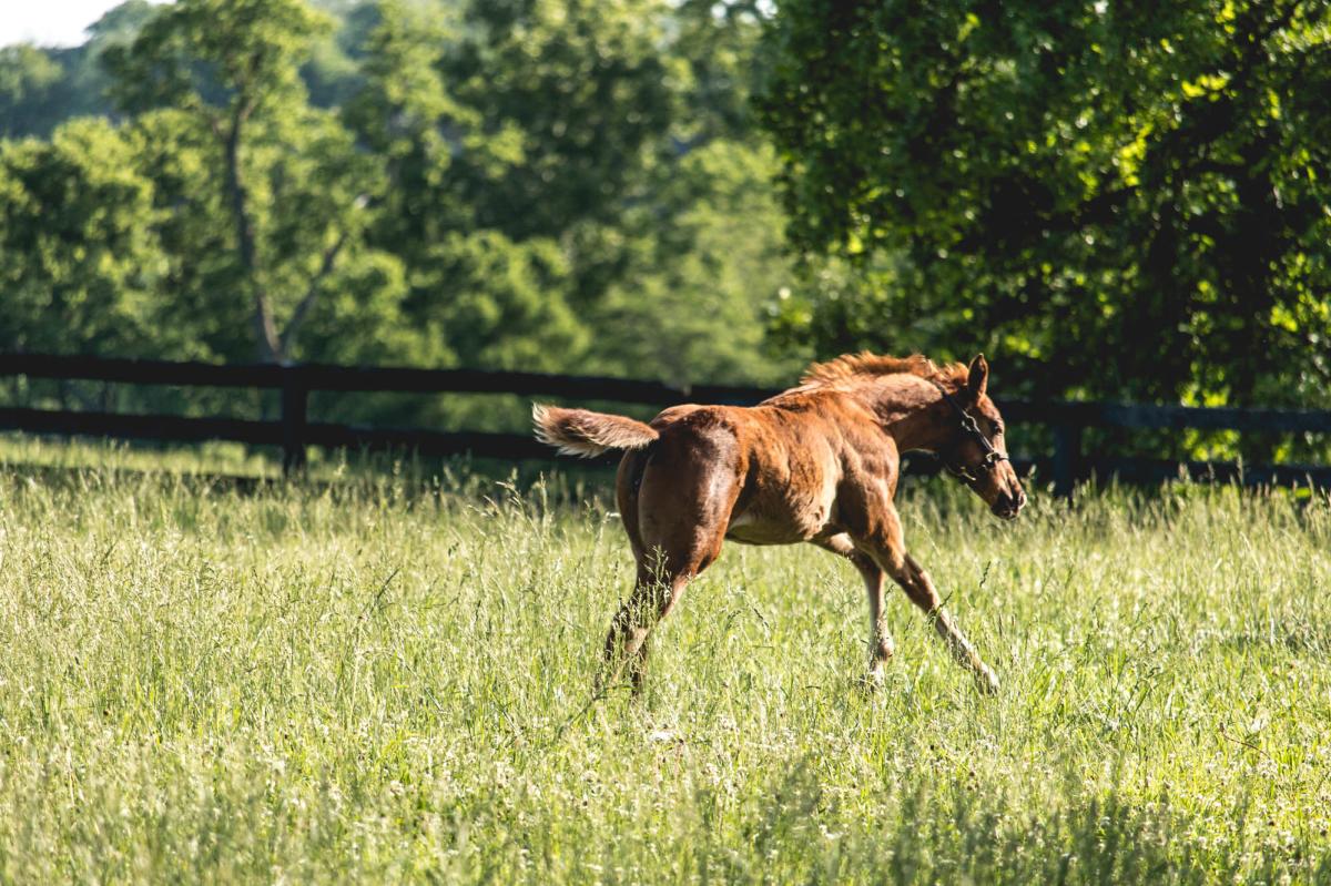 Millridge-Farm-43